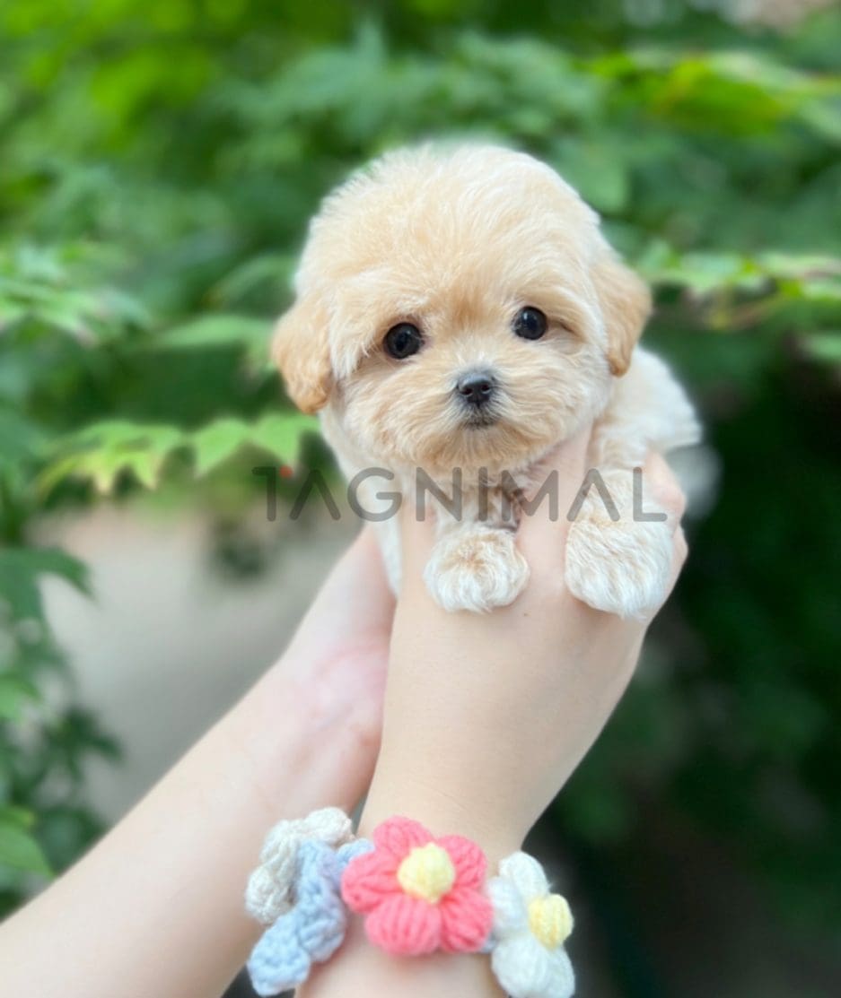 Maltipoo puppy for sale, dog for sale at Tagnimal