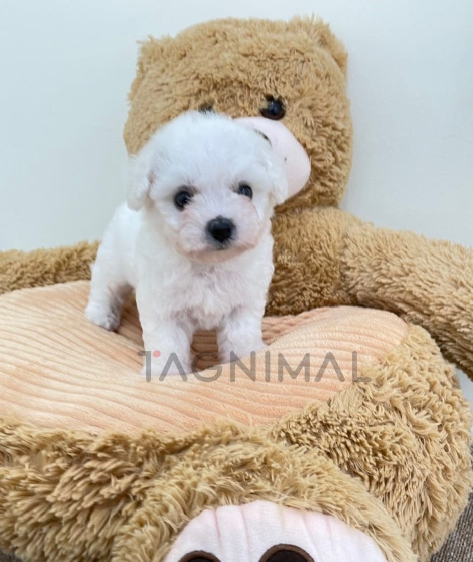 Bichon puppy for sale, dog for sale at Tagnimal