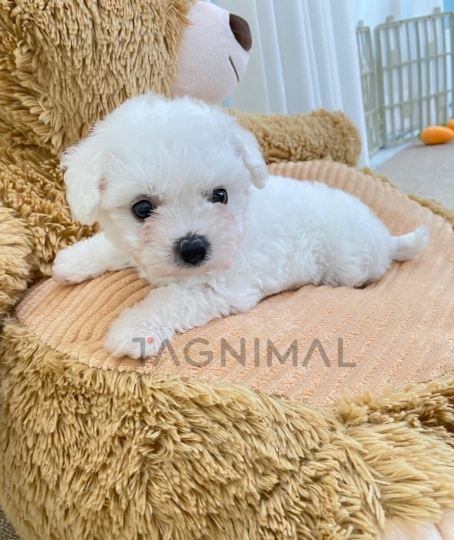 Bichon puppy for sale, dog for sale at Tagnimal