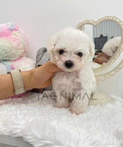 Bichon puppy for sale, dog for sale at Tagnimal