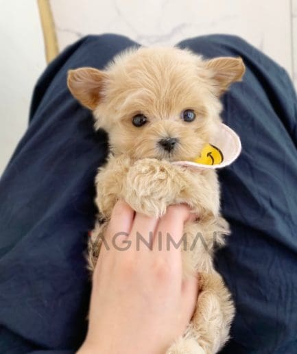 Maltipoo puppy for sale, dog for sale at Tagnimal