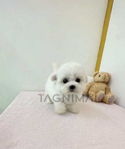 Bichon puppy for sale, dog for sale at Tagnimal