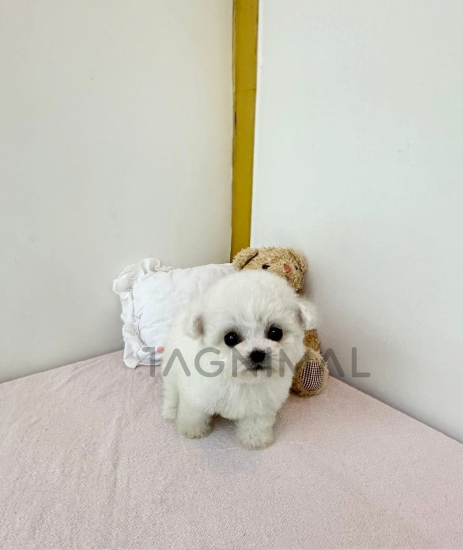 Bichon puppy for sale, dog for sale at Tagnimal