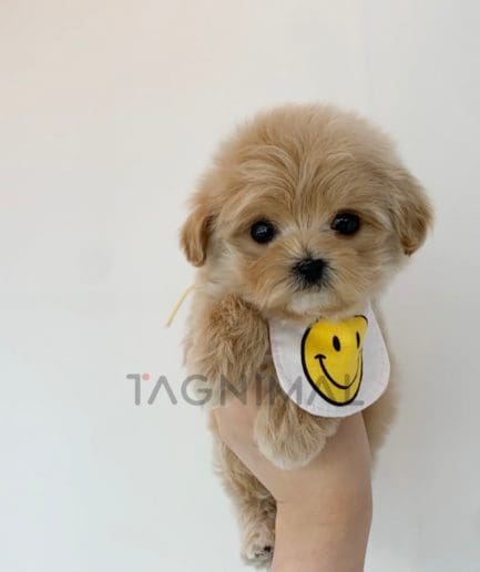 Maltipoo puppy for sale, dog for sale at Tagnimal