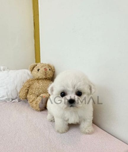 Bichon puppy for sale, dog for sale at Tagnimal