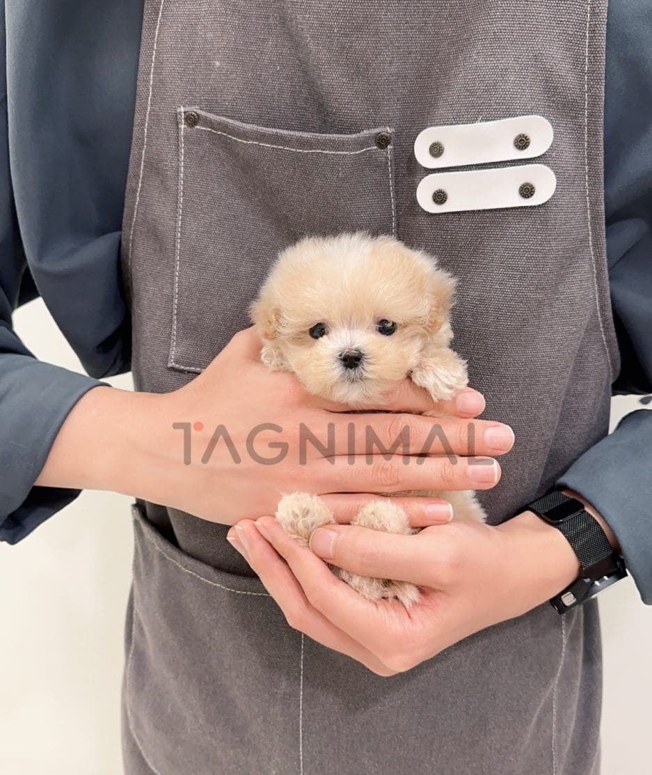 Maltipoo puppy for sale, dog for sale at Tagnimal