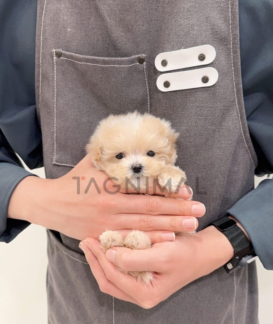 Maltipoo puppy for sale, dog for sale at Tagnimal