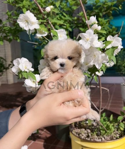 Maltipoo puppy for sale, dog for sale at Tagnimal