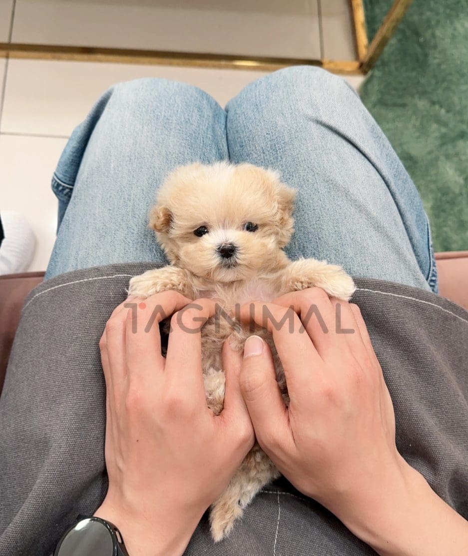 Maltipoo puppy for sale, dog for sale at Tagnimal