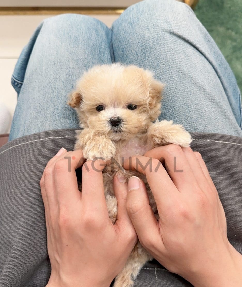 Maltipoo puppy for sale, dog for sale at Tagnimal