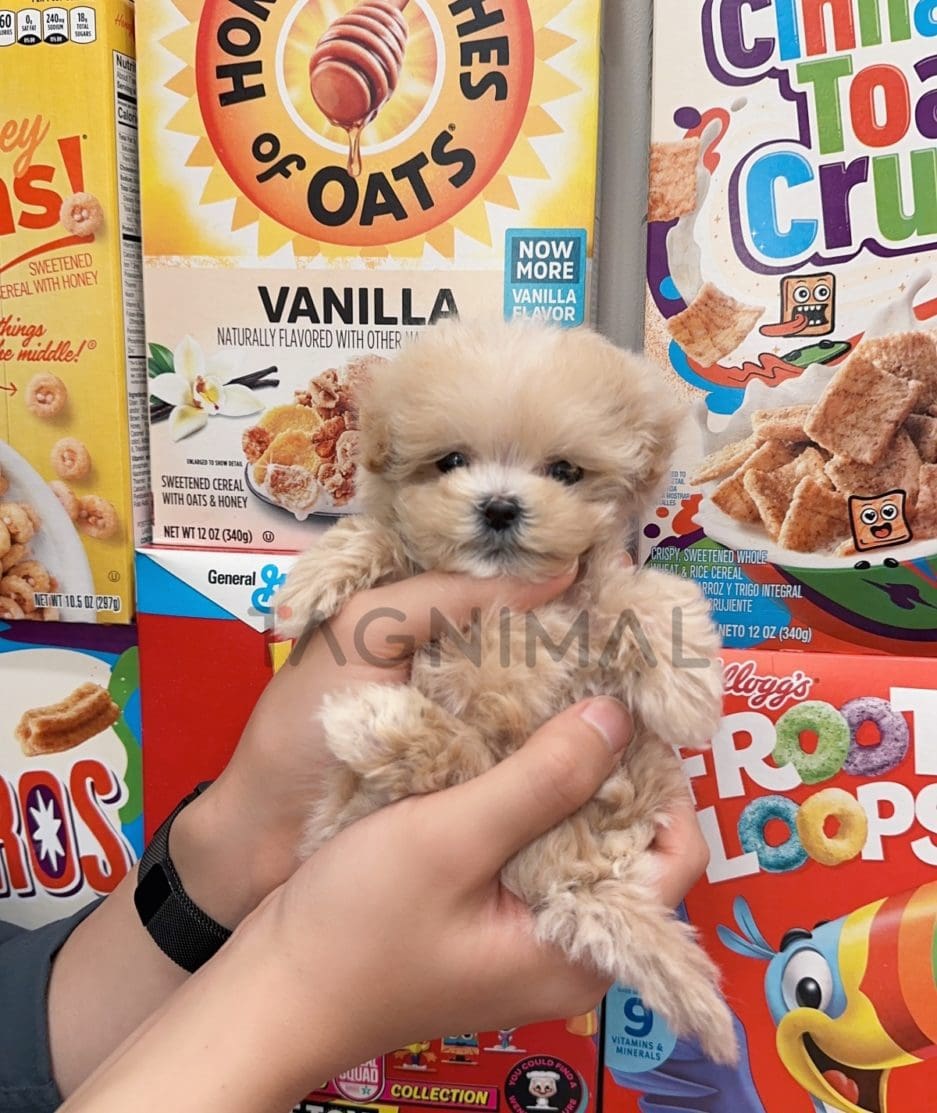 Maltipoo puppy for sale, dog for sale at Tagnimal