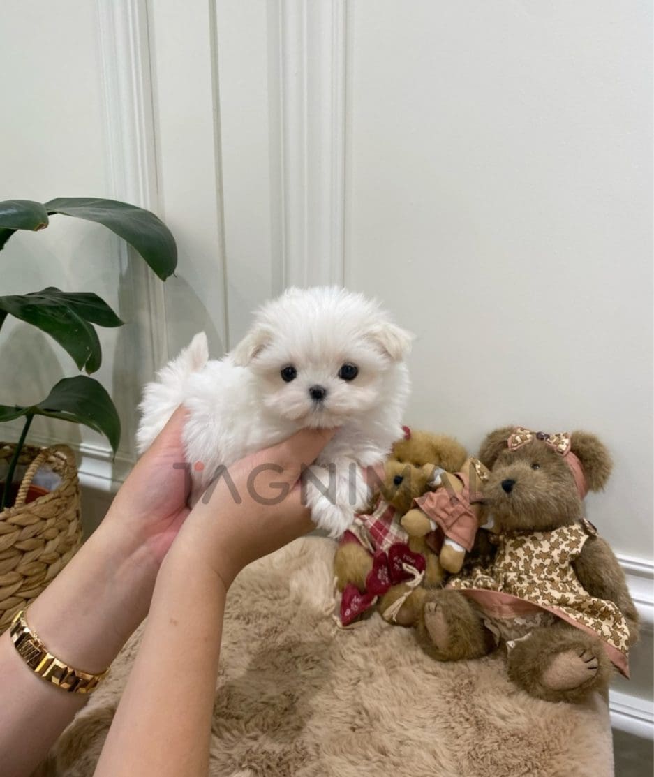 Maltese puppy for sale, dog for sale at Tagnimal