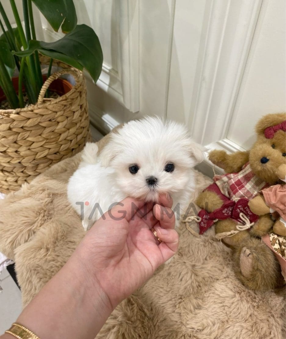 Maltese puppy for sale, dog for sale at Tagnimal