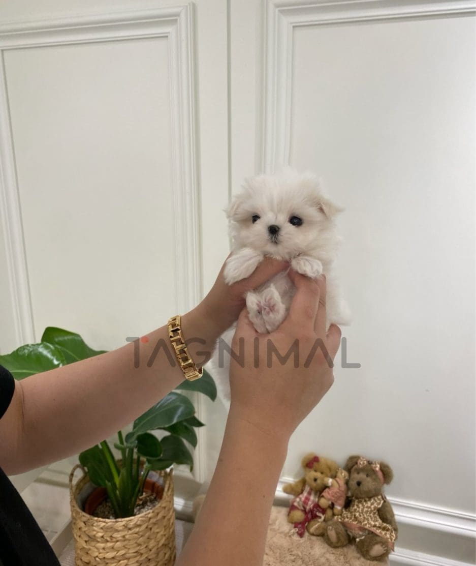 Maltese puppy for sale, dog for sale at Tagnimal