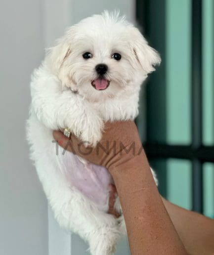 Maltese puppy for sale, dog for sale at Tagnimal