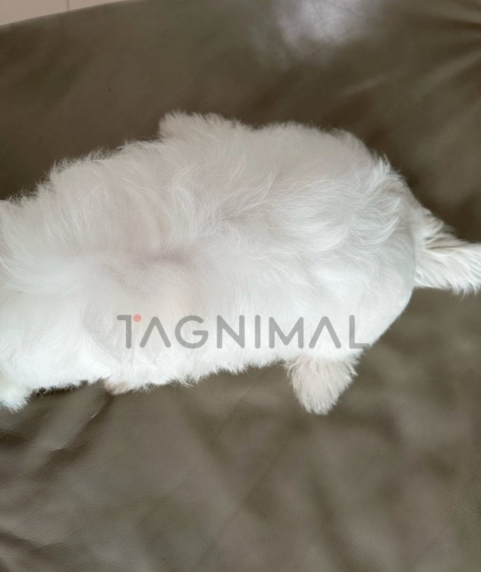 Bichon puppy for sale, dog for sale at Tagnimal