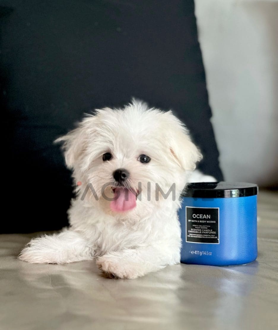 Maltese puppy for sale, dog for sale at Tagnimal