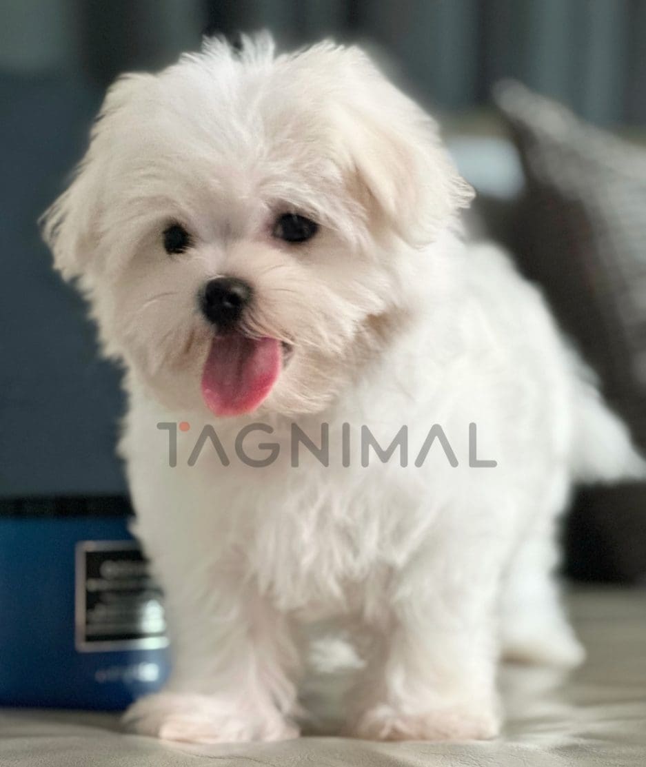 Maltese puppy for sale, dog for sale at Tagnimal