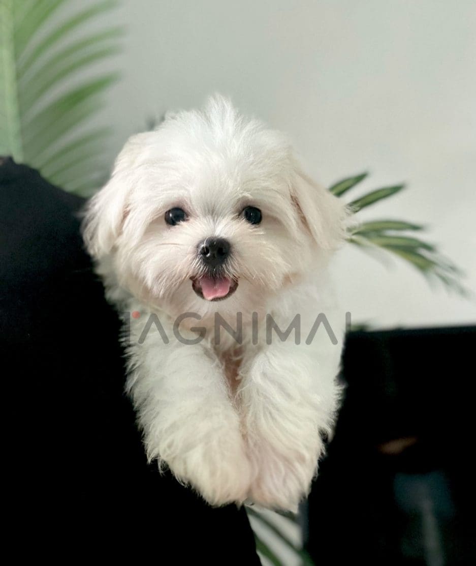 Maltese puppy for sale, dog for sale at Tagnimal