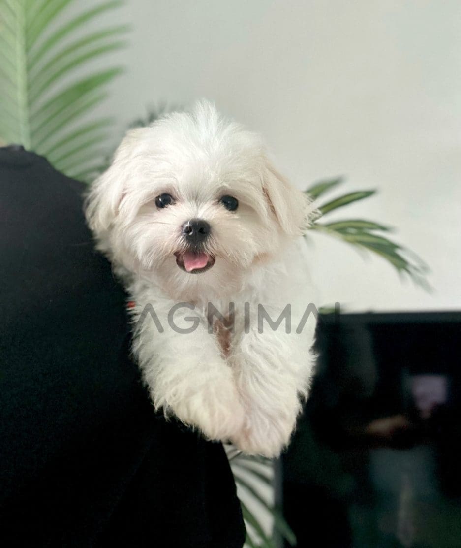 Maltese puppy for sale, dog for sale at Tagnimal