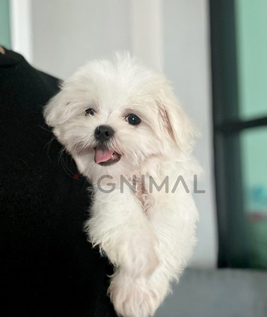 Maltese puppy for sale, dog for sale at Tagnimal