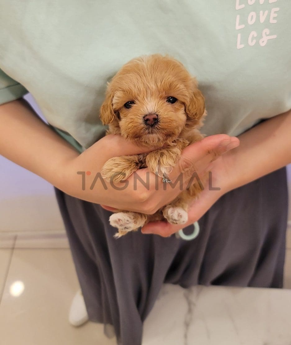 Maltipoo puppy for sale, dog for sale at Tagnimal