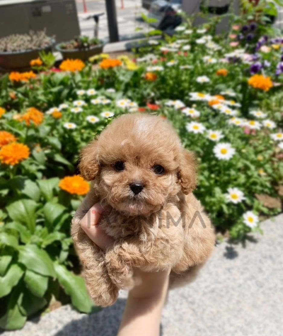 Maltipoo puppy for sale, dog for sale at Tagnimal