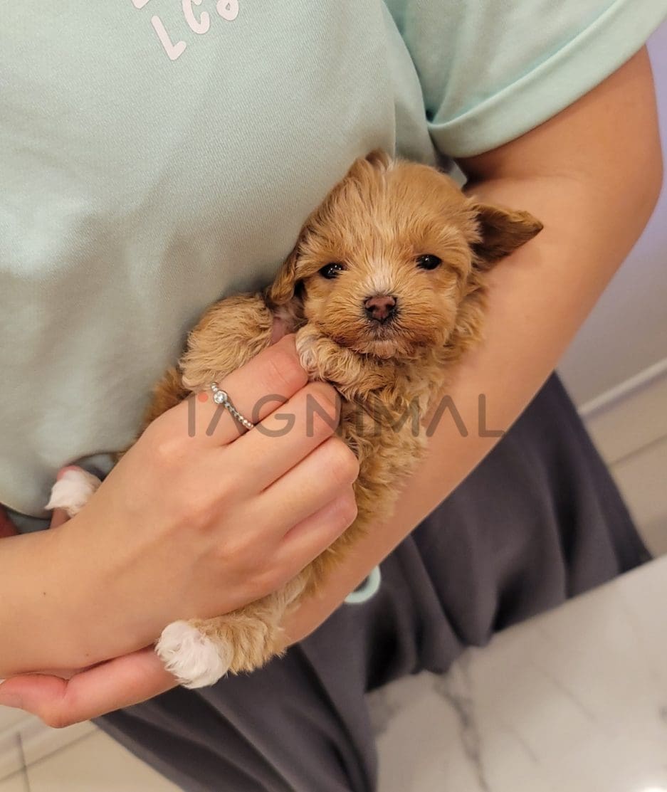 Maltipoo puppy for sale, dog for sale at Tagnimal