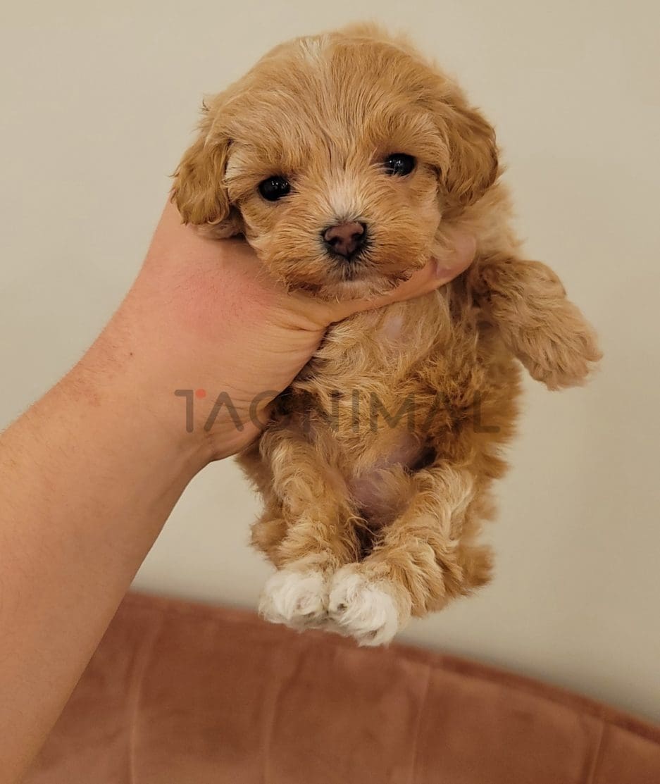 Maltipoo puppy for sale, dog for sale at Tagnimal