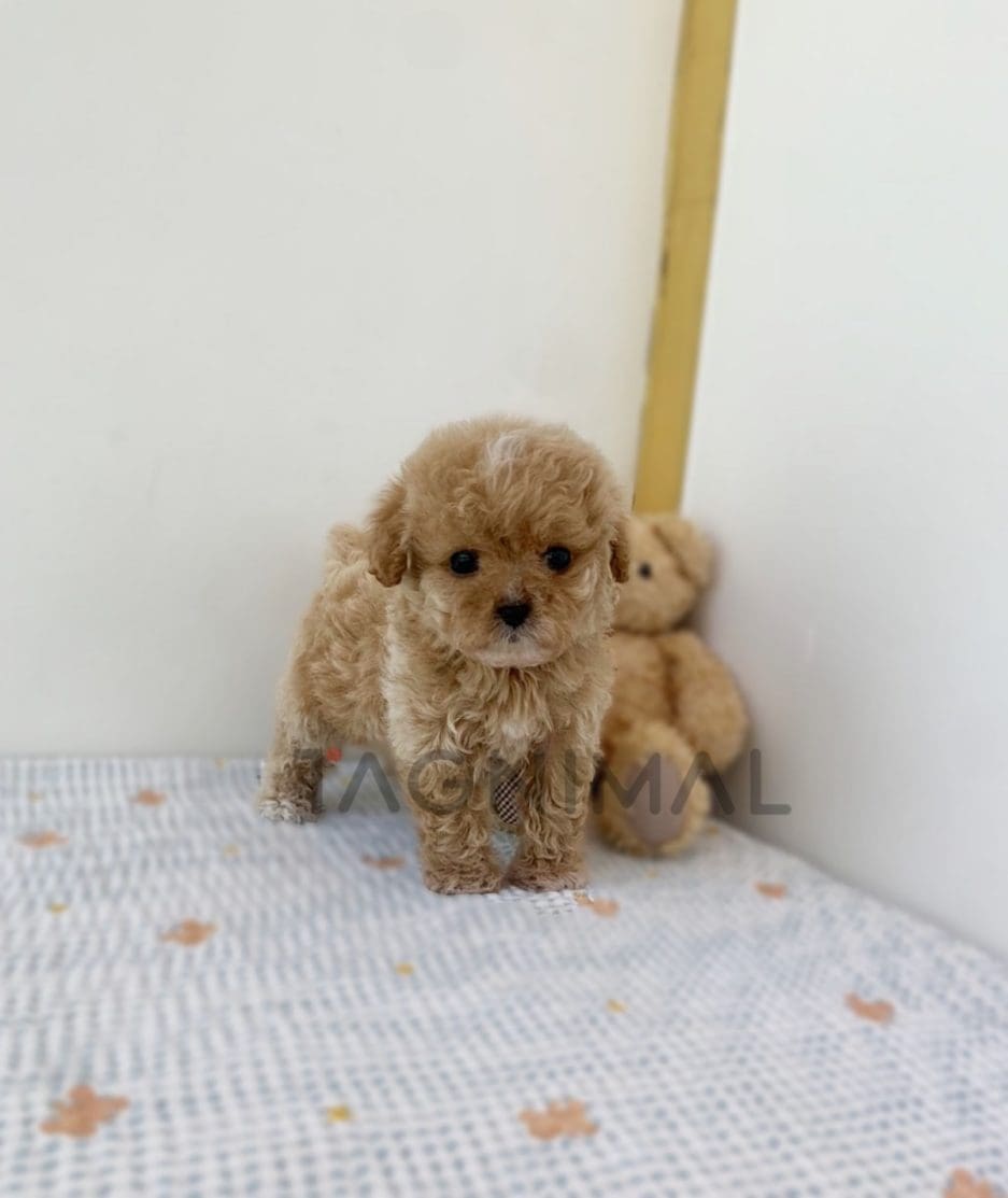 Maltipoo puppy for sale, dog for sale at Tagnimal