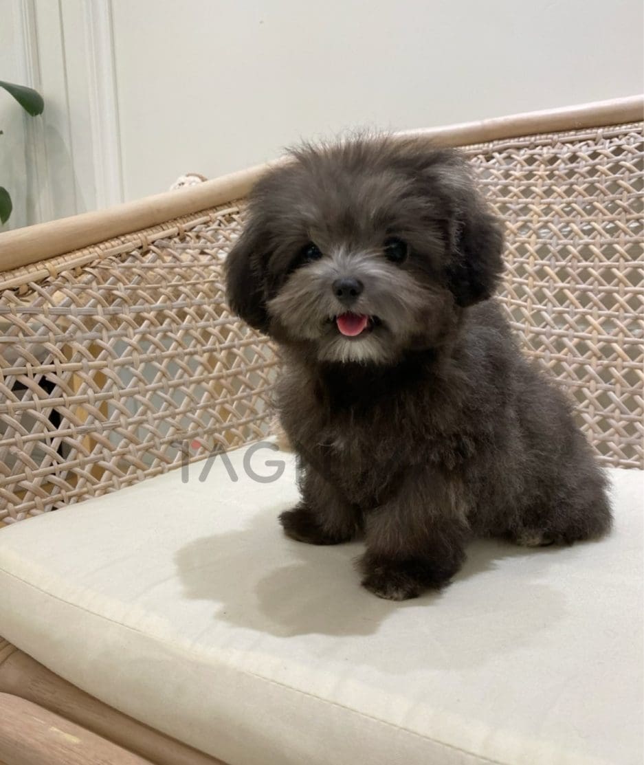 Maltipoo puppy for sale, dog for sale at Tagnimal