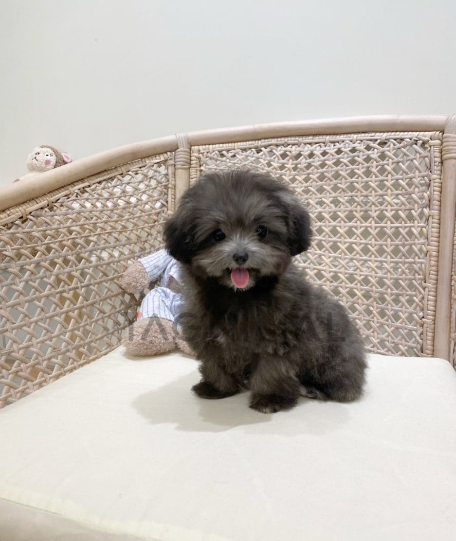 Maltipoo puppy for sale, dog for sale at Tagnimal