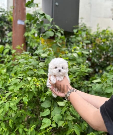 Bichon puppy for sale, dog for sale at Tagnimal