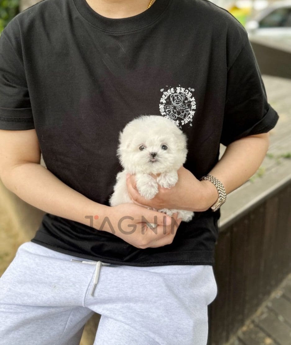 Bichon puppy for sale, dog for sale at Tagnimal