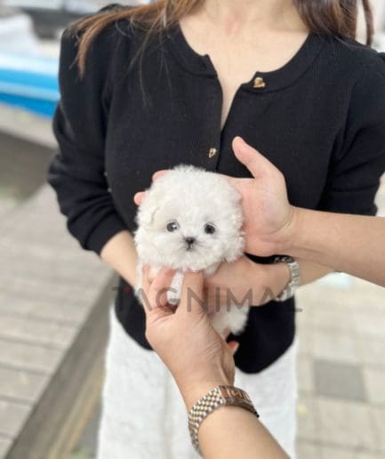 Bichon puppy for sale, dog for sale at Tagnimal