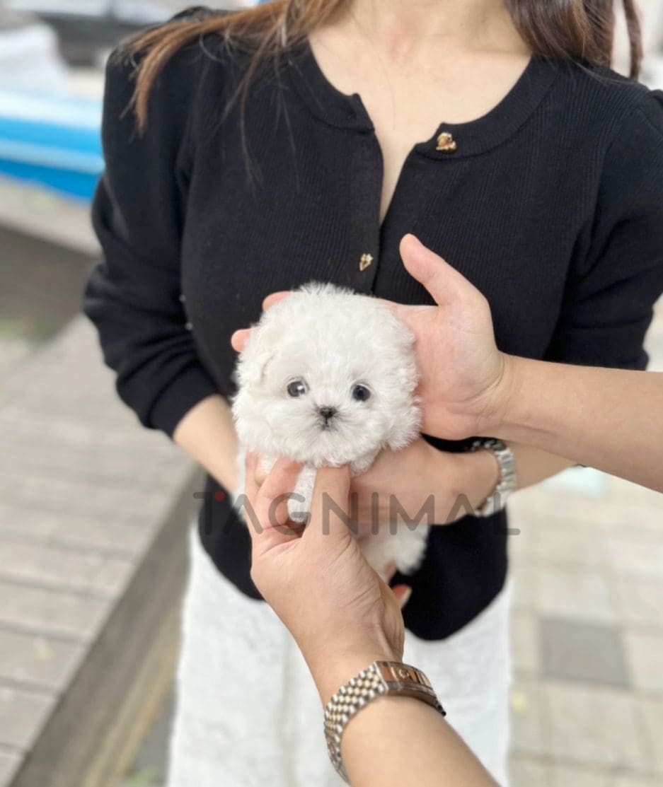 Bichon puppy for sale, dog for sale at Tagnimal