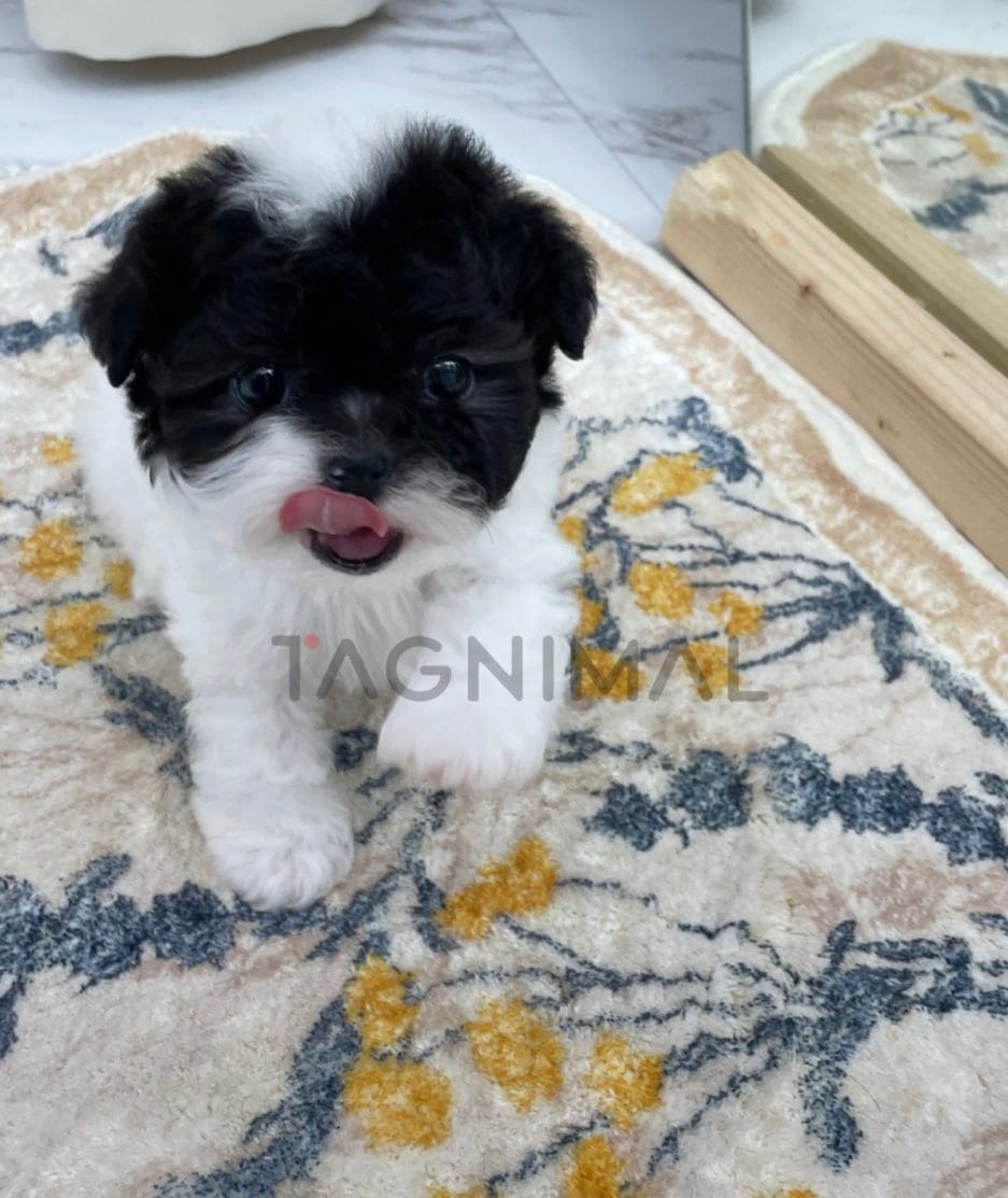 Poodle puppy for sale, dog for sale at Tagnimal