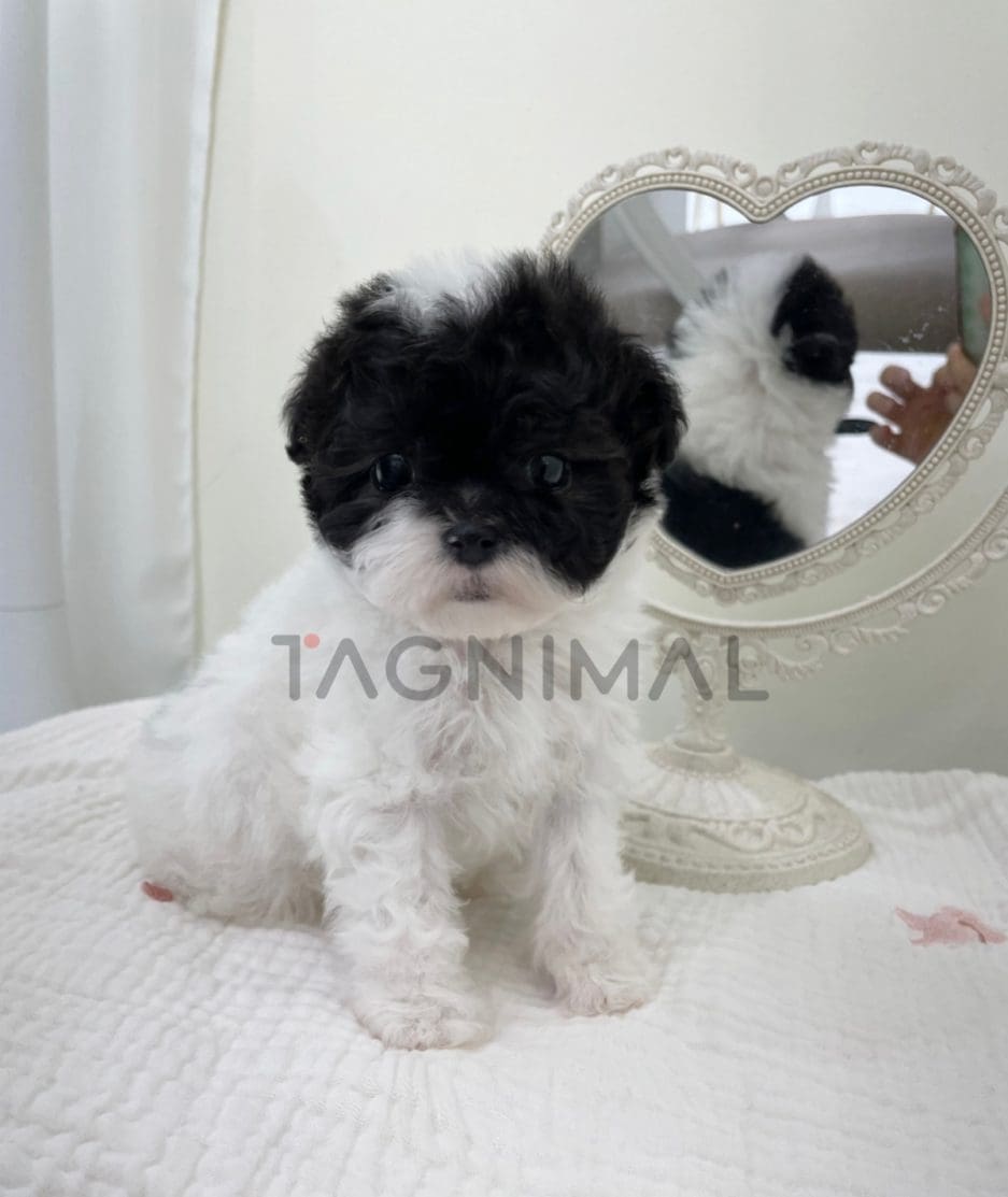 Poodle puppy for sale, dog for sale at Tagnimal