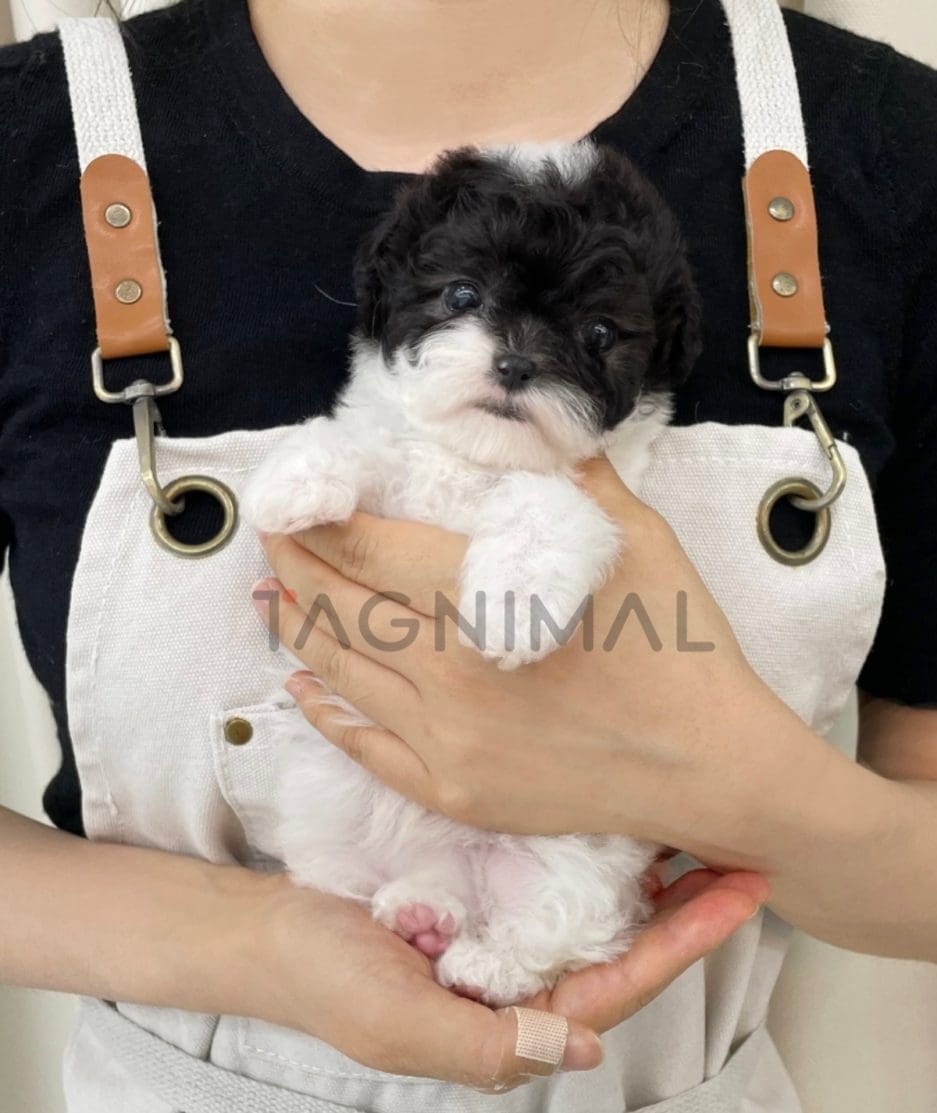 Poodle puppy for sale, dog for sale at Tagnimal