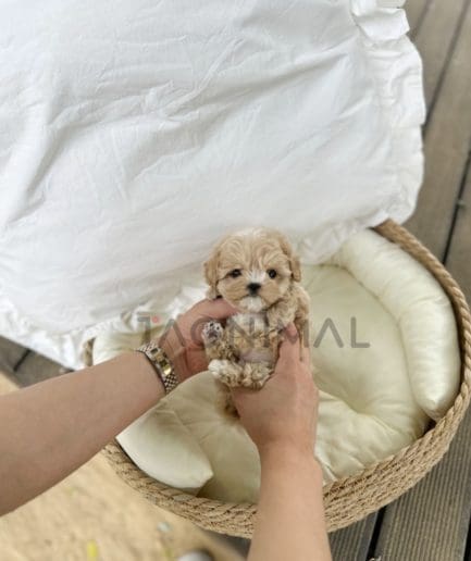 Maltipoo puppy for sale, dog for sale at Tagnimal