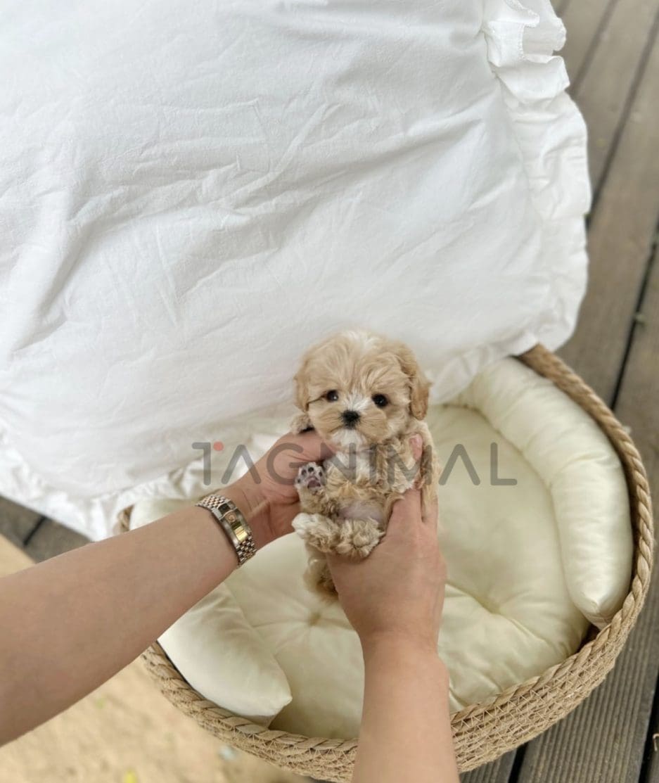 Maltipoo puppy for sale, dog for sale at Tagnimal