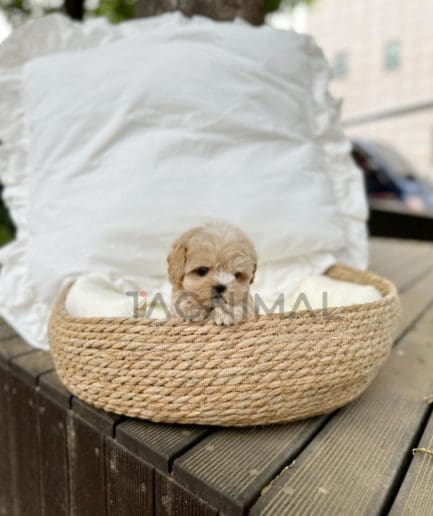 Maltipoo puppy for sale, dog for sale at Tagnimal