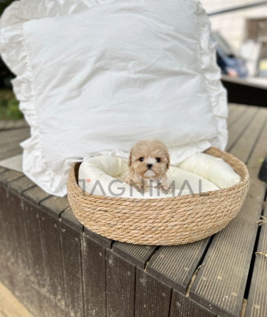 Maltipoo puppy for sale, dog for sale at Tagnimal