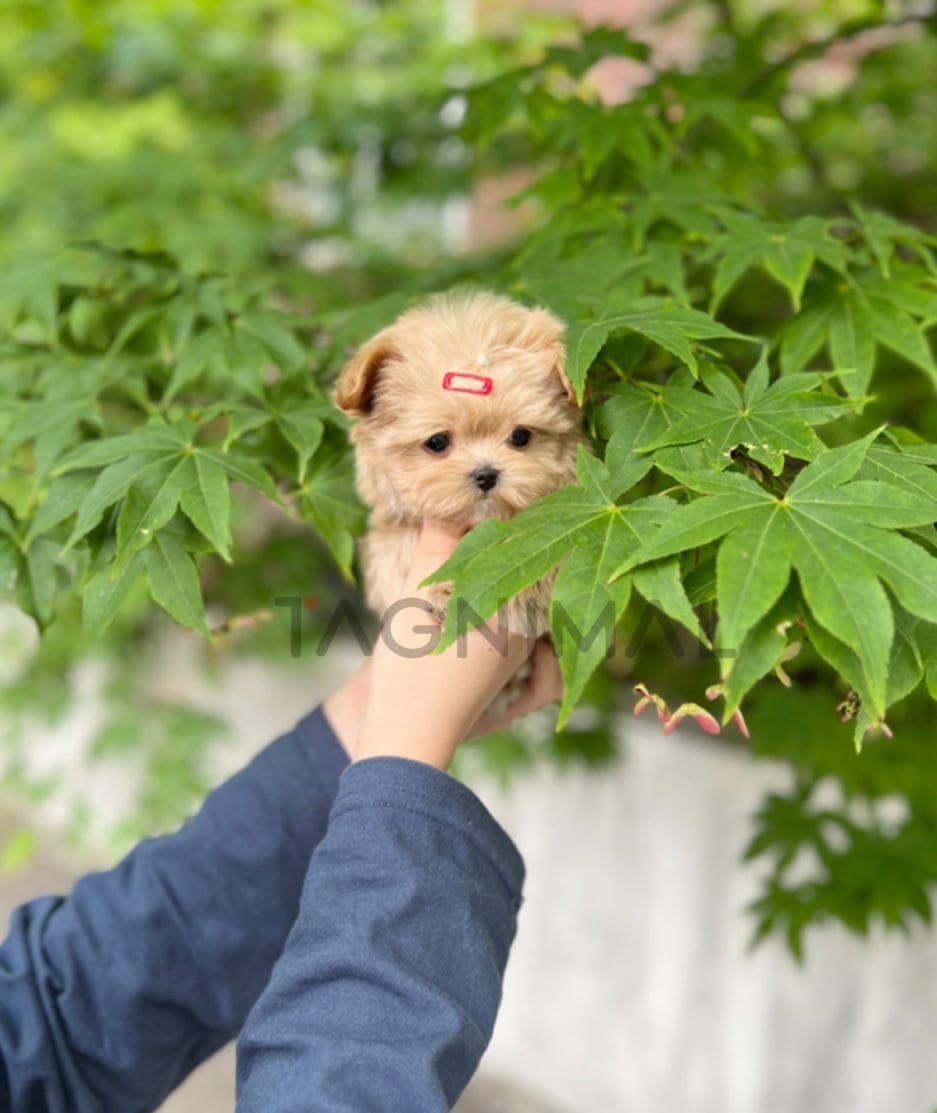 Maltipoo puppy for sale, dog for sale at Tagnimal