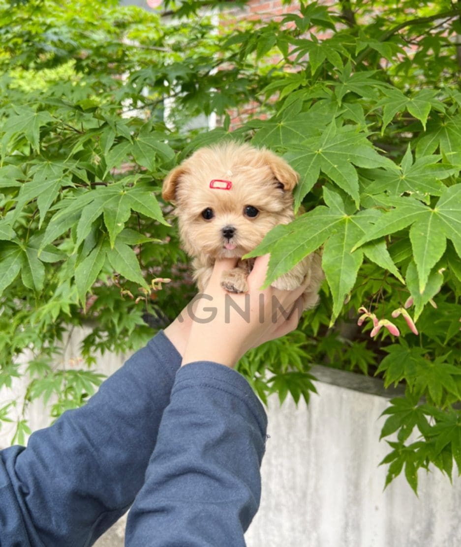 Maltipoo puppy for sale, dog for sale at Tagnimal