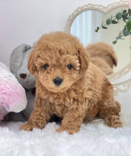 Poodle puppy for sale, dog for sale at Tagnimal