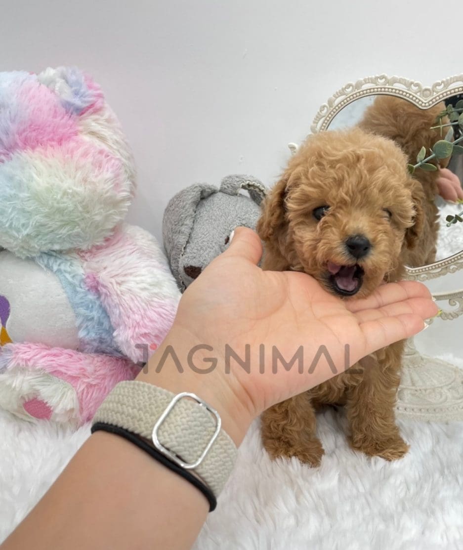 Poodle puppy for sale, dog for sale at Tagnimal