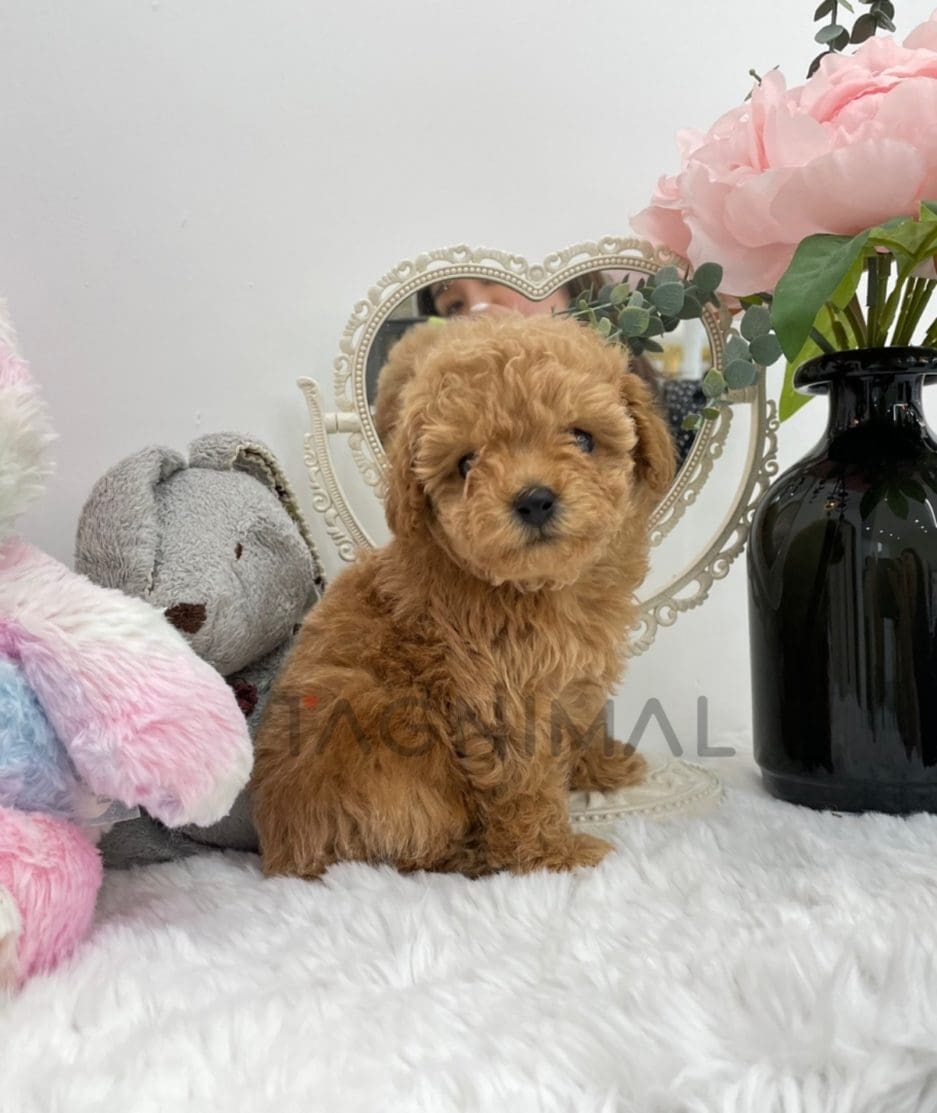 Poodle puppy for sale, dog for sale at Tagnimal