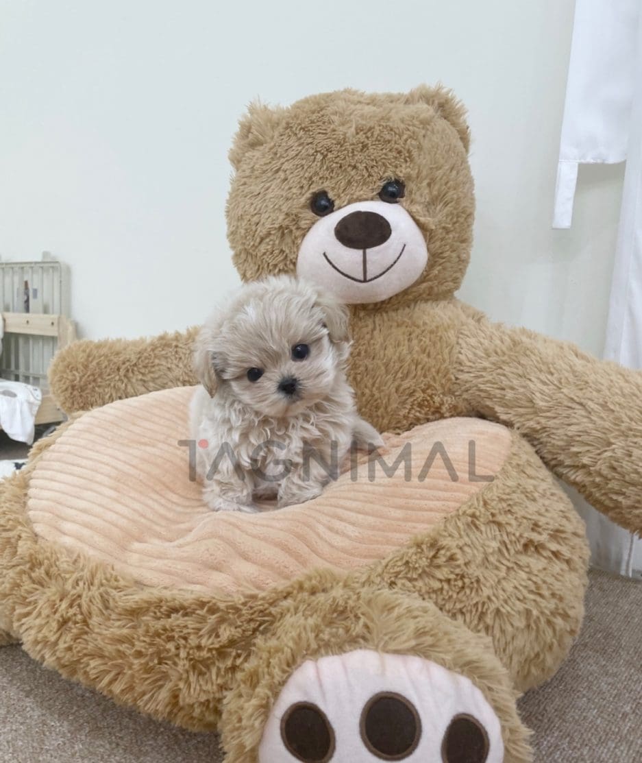 Maltipoo puppy for sale, dog for sale at Tagnimal