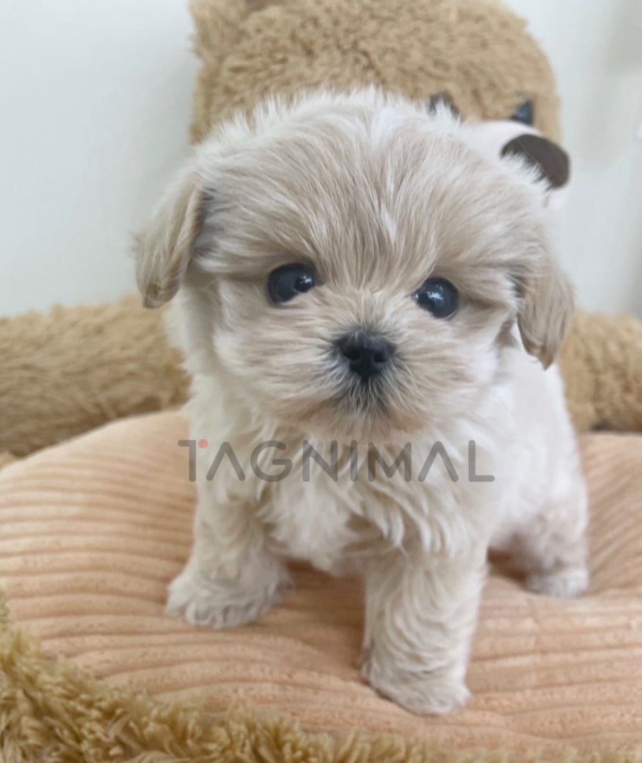 Maltipoo puppy for sale, dog for sale at Tagnimal